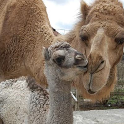 Feeding a camel at Living Treasures