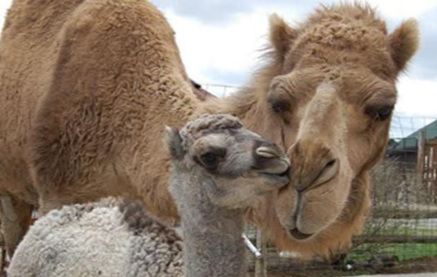 Dromedary Camel