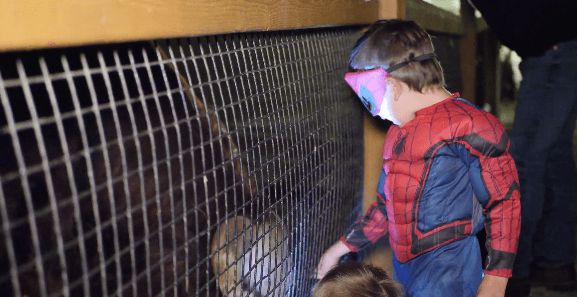 Night at the Zoo — torch-lit walkways