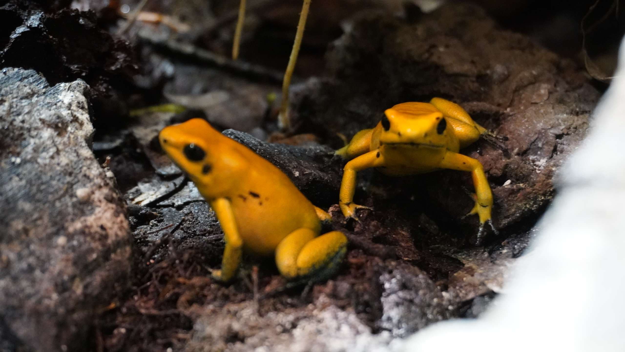 Inside the Rainforest Room at Living Treasures