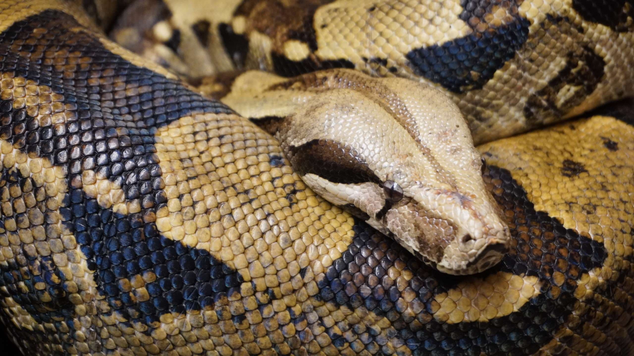 Red-Tailed Boa