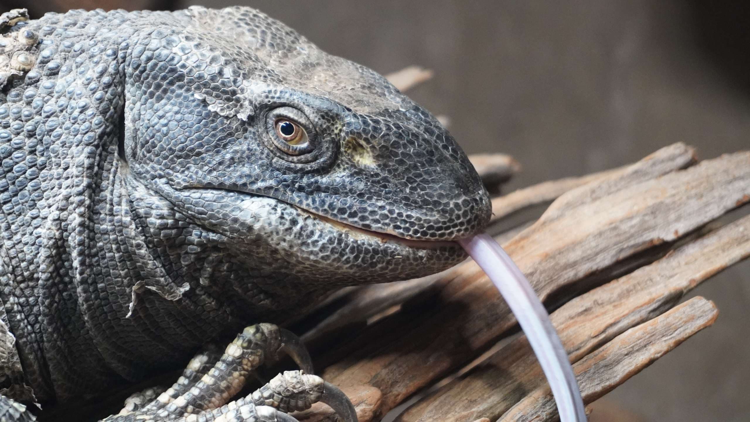 Black-Throated Monitor