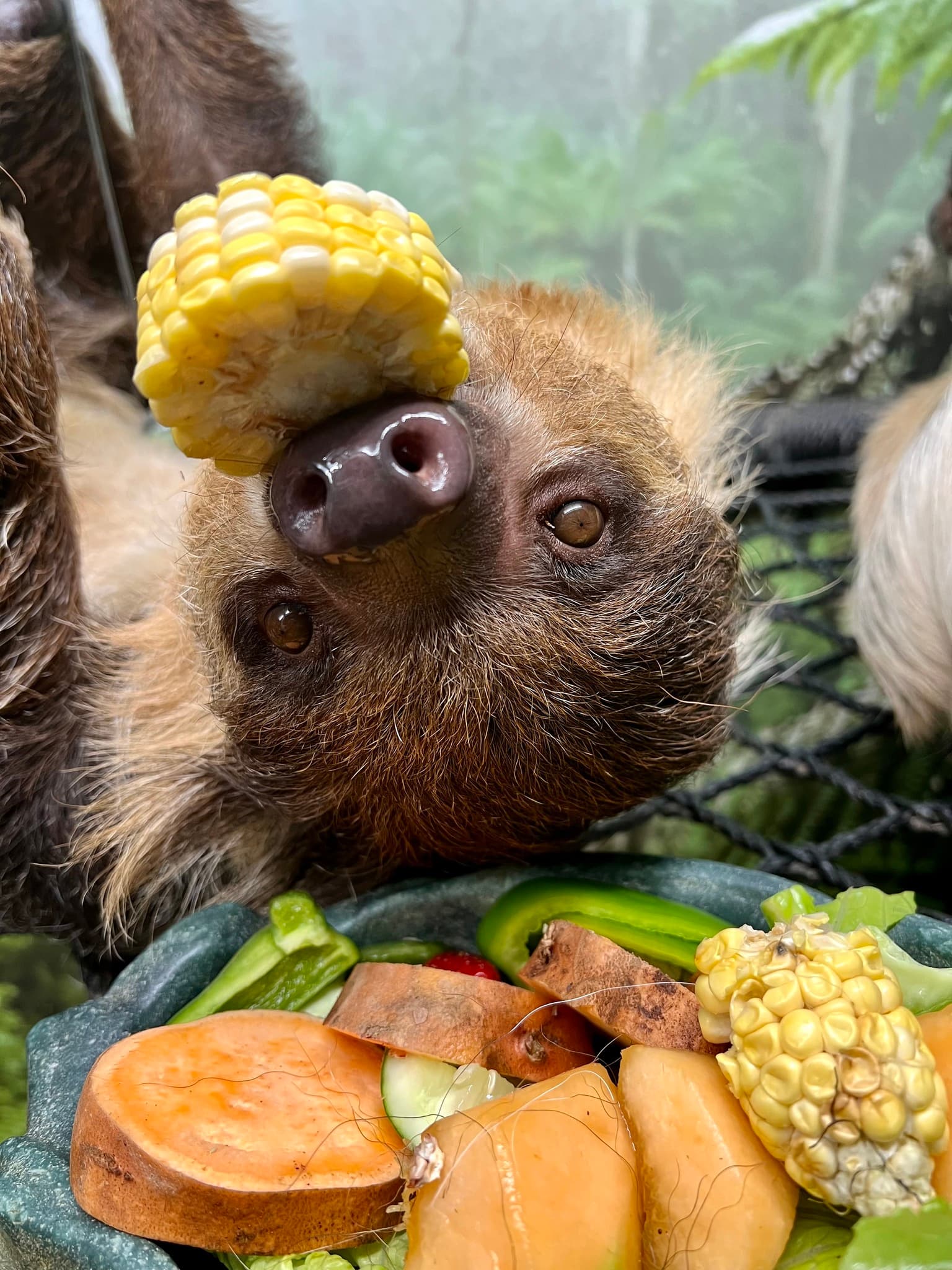 Meet Our Animals! Padawan the Sloth
