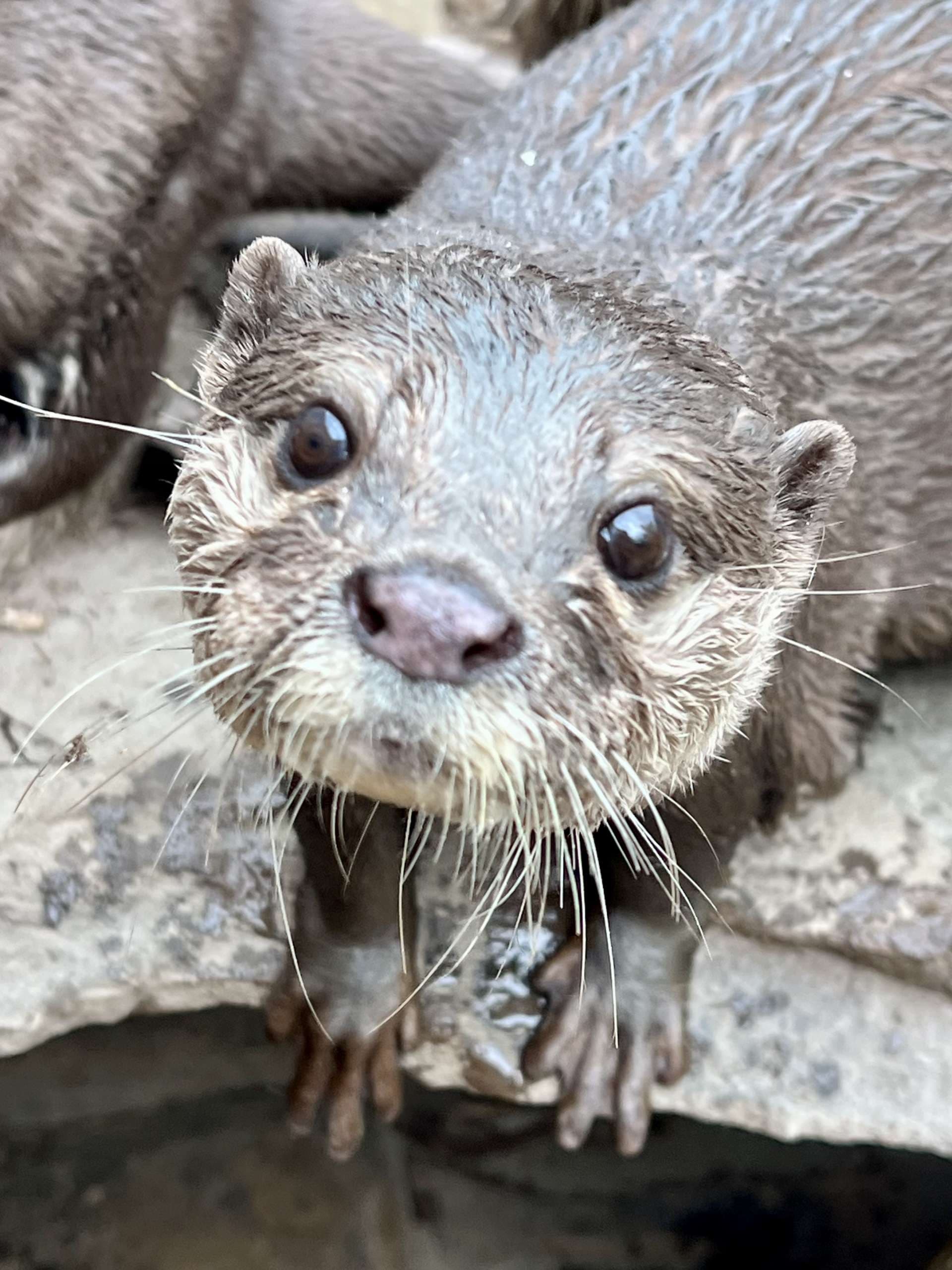 Asian Small-Clawed Otter