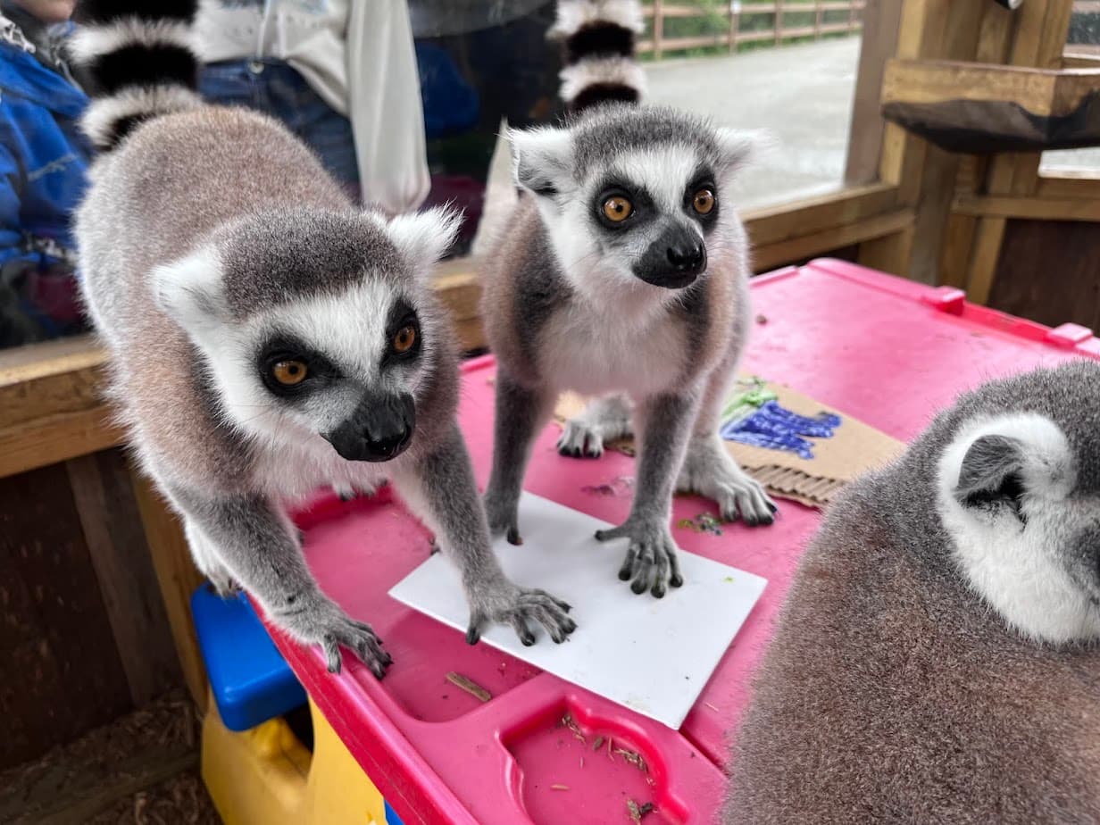 Lemur painting