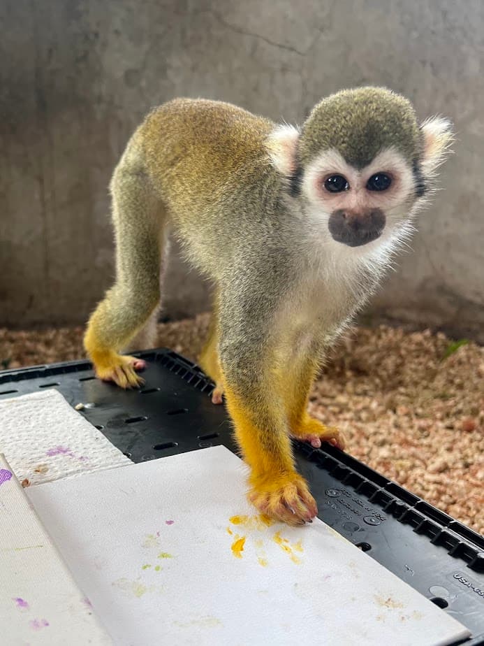 Squirrel monkey painting