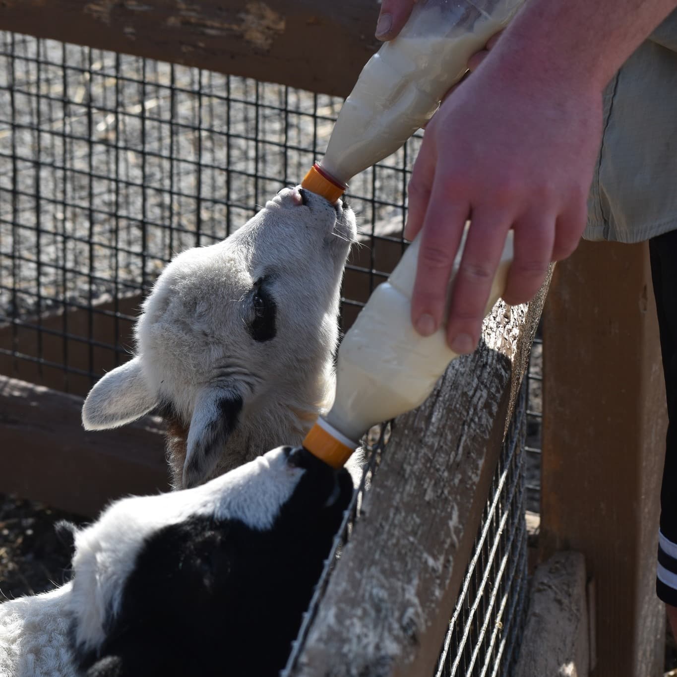 Students feeding goats during a field trip