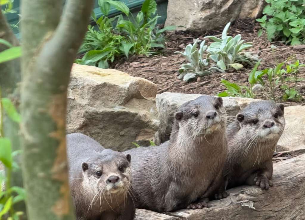 Asian small-clawed otters