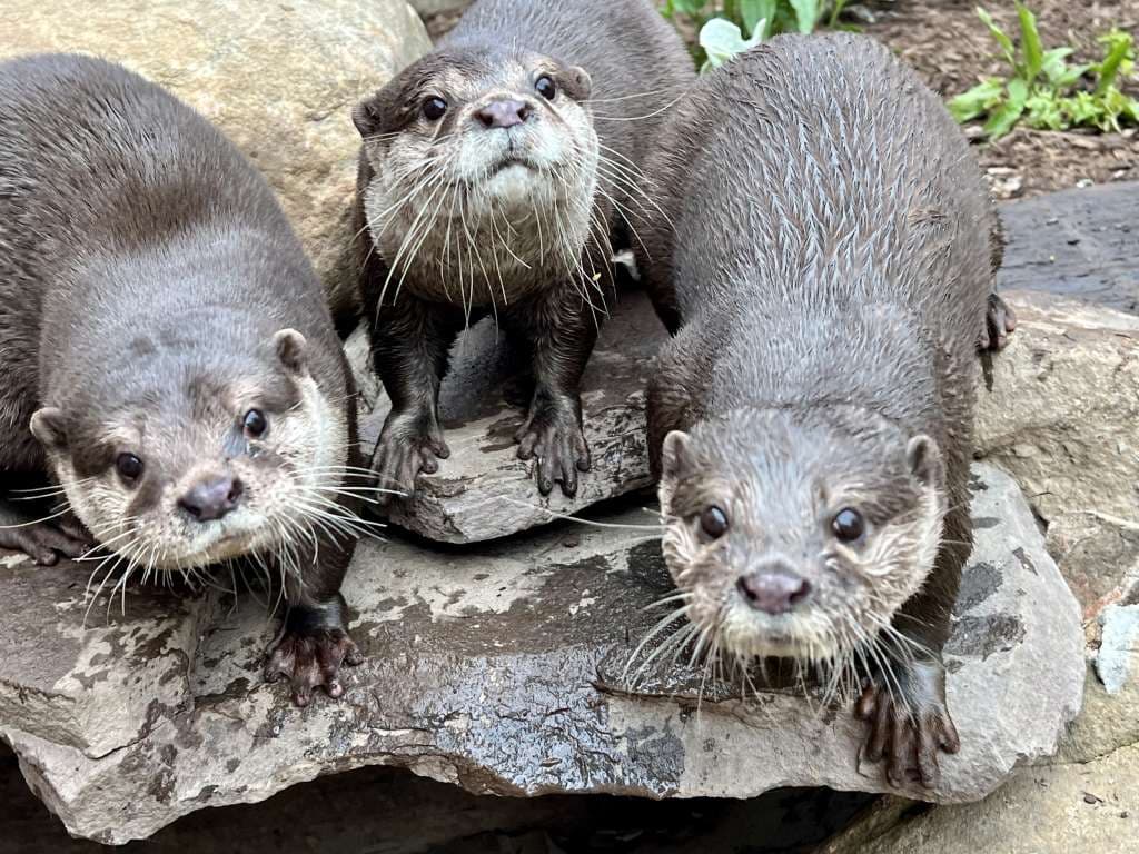 Three otters together