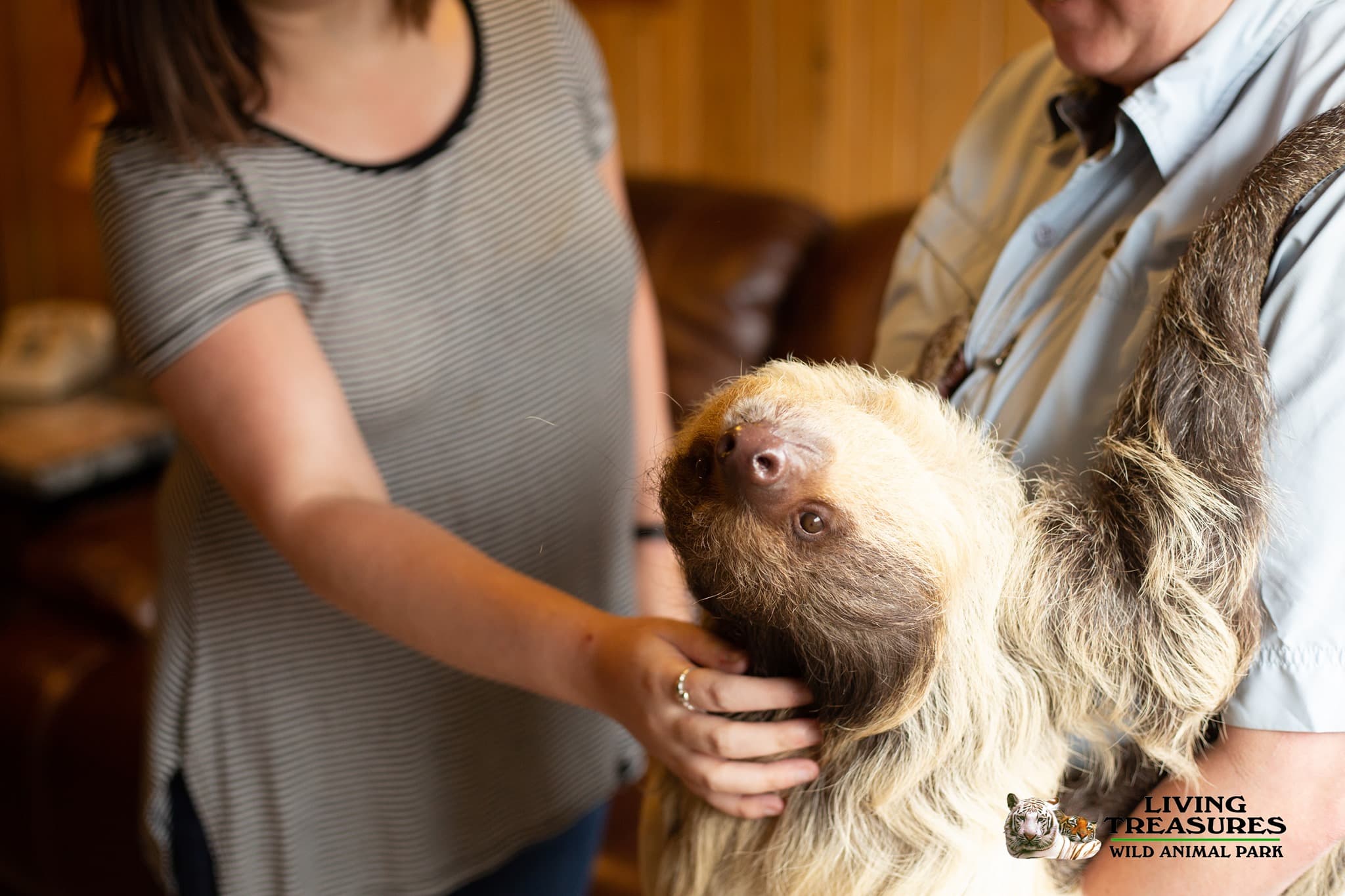 Guest meeting a two-toed sloth during a private encounter