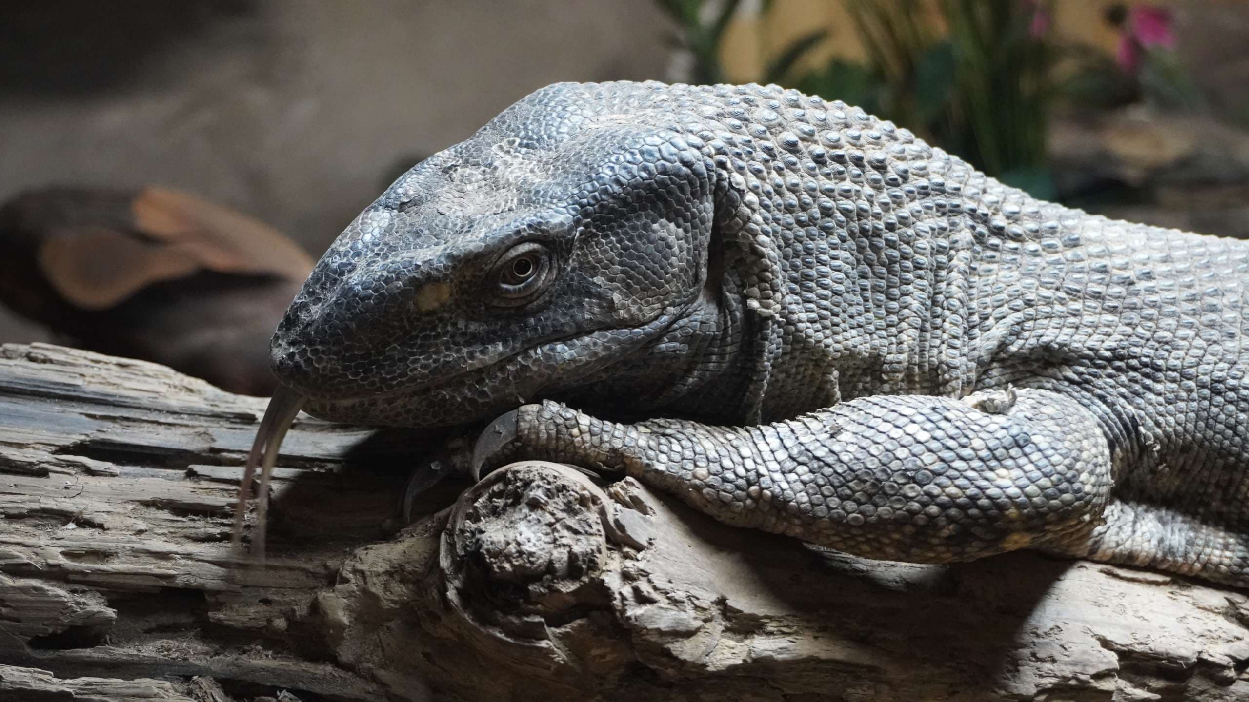 Meet Our Animals! Groot