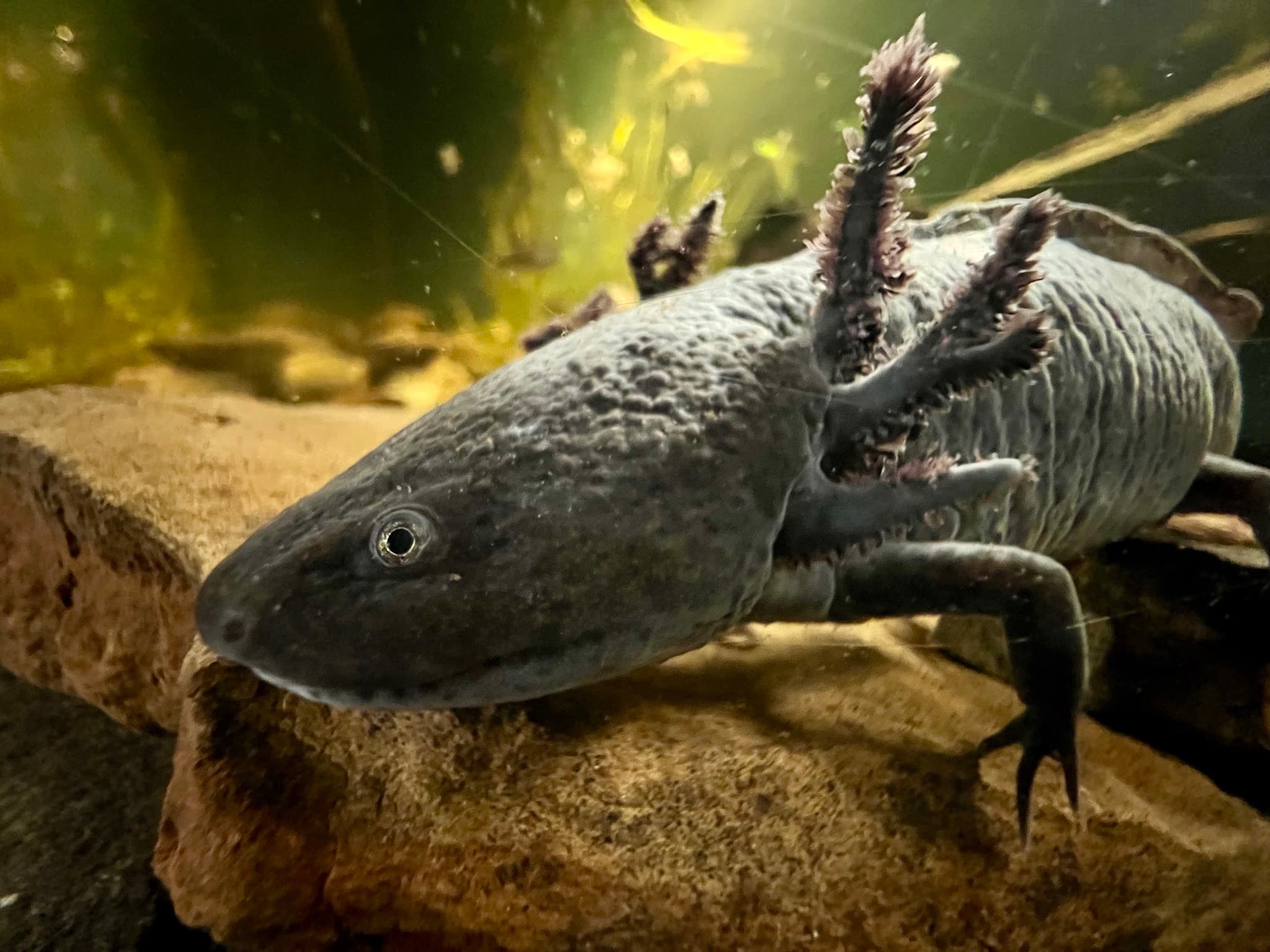 Meet Our Animals! Golden Poison Dart Frogs