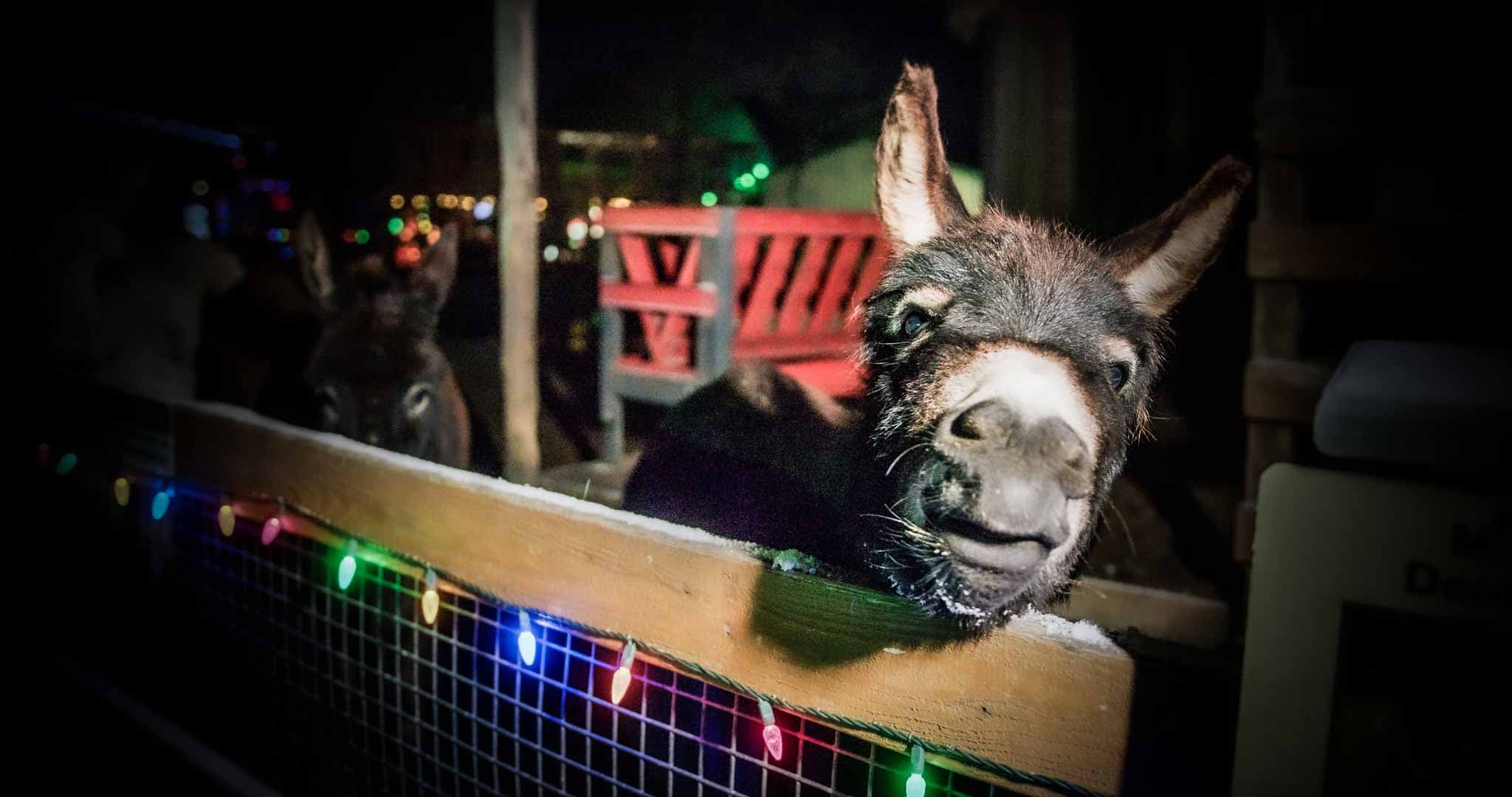 Illuminated pathway at the park