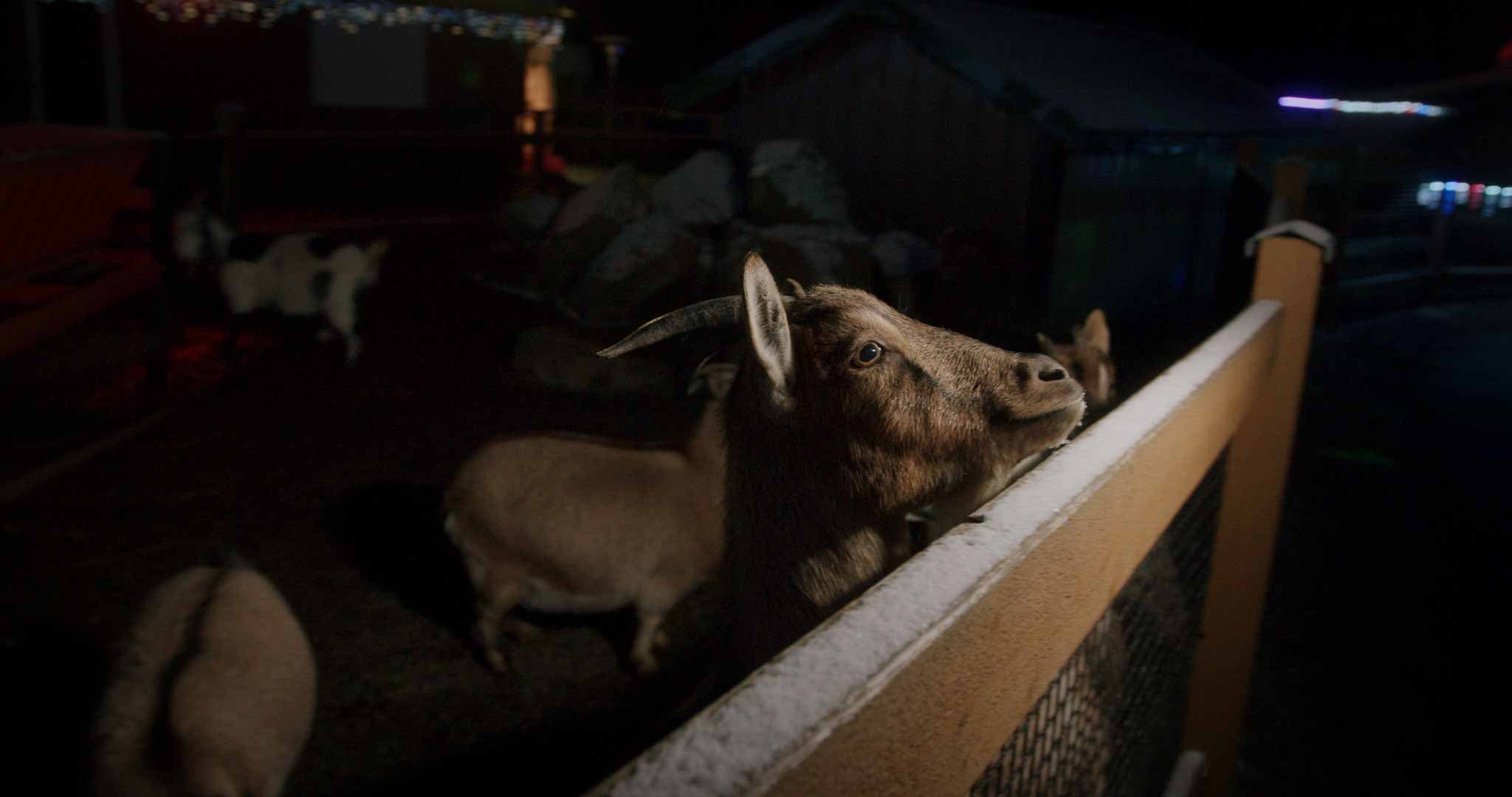 Festive light display