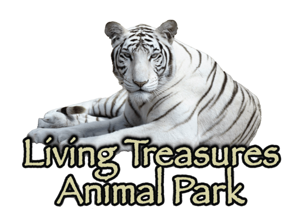 Zoo to You | Living Treasures Wild Animal Park